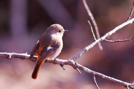 桜の木に止まるジョウビタキの雌 鳥,ジョウビタキ,自然の写真素材