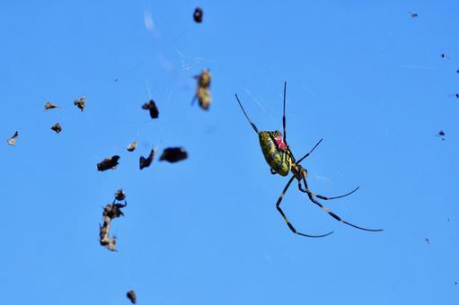 青空に浮かぶ女郎蜘蛛のメスと巣 女郎蜘蛛,蜘蛛,クモの写真素材