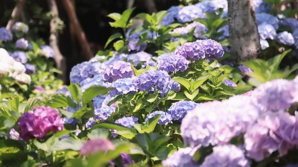 木漏れ日に咲く満開の紫陽花 木漏れ日に咲く満開の紫陽花 紫陽花,花,梅雨の写真素材