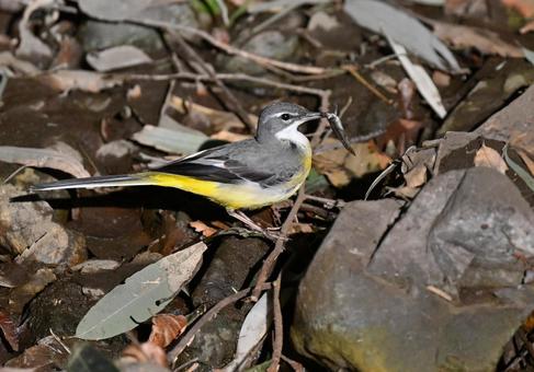 魚を捉えたキセキレイ3の写真