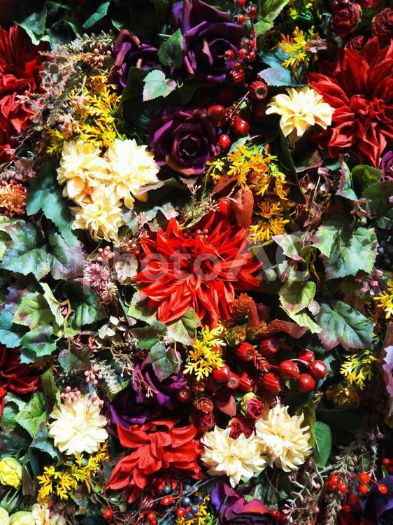 画面一杯の花畑 花,フラワー,フラワーアレンジメントの写真素材