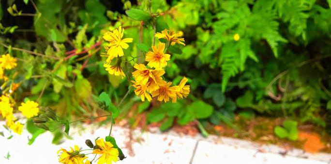 花 花の写真