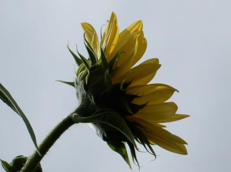 【花の写真】ヒマワリ(向日葵) 【花の写真】ヒマワリ(向日葵)の写真