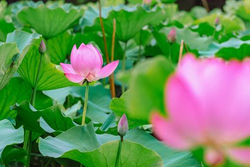 ハス池 ハスの花4ー28 ハス池 ハスの花4ー28 古代ハス,ハス,ハスの花の写真素材