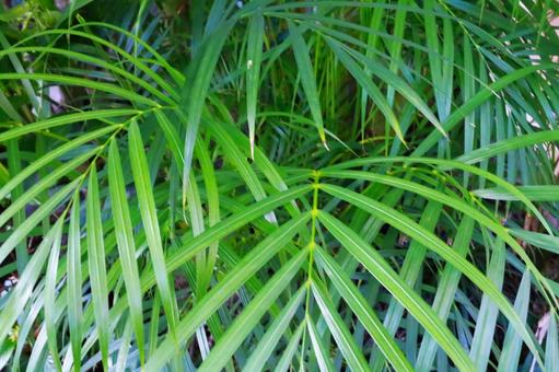 観葉植物 観葉植物 観葉植物,草,グリーンの写真素材