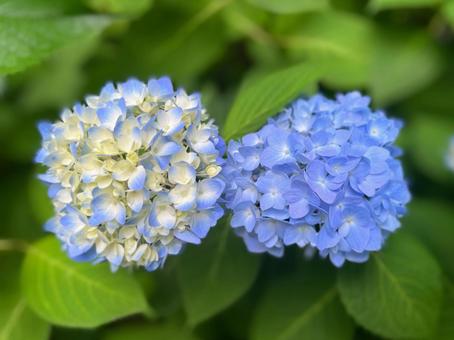 2つの紫陽花 2つの紫陽花の写真