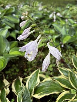 雨の日のギボウシ ギボウシ,擬宝珠,雨粒の写真素材