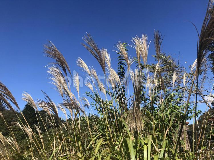 すすきと空のある風景＿2 空,すすき,ススキの写真素材