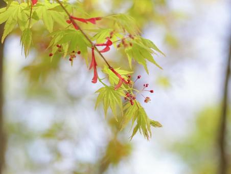 イロハモミジ イロハモミジ 紅葉,楓,葉の写真素材