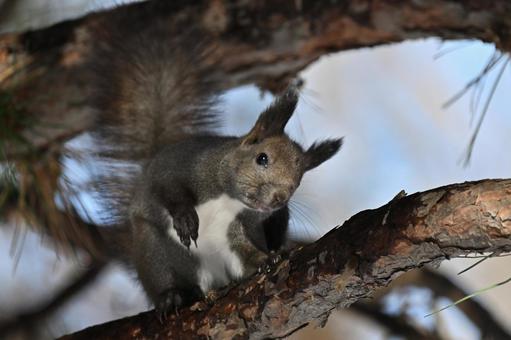 リス エゾリス,哺乳類,野生の写真素材