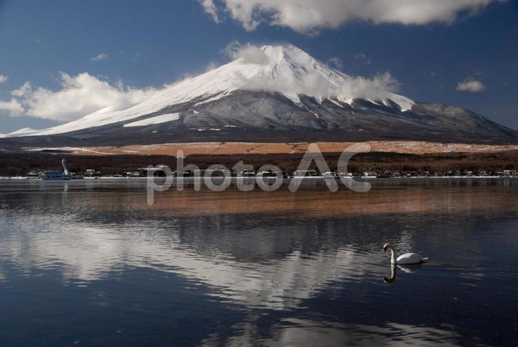 山中湖　いつもの白鳥と富士山 朝靄,煙,冬の写真素材