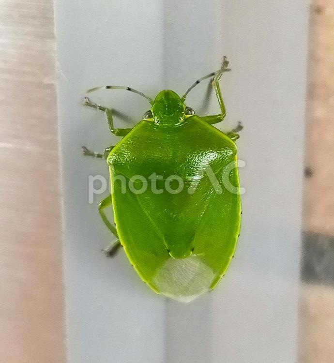 壁に張り付いたカメムシ　アップ カメムシ,亀虫,カメ虫の写真素材