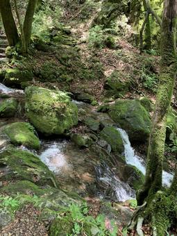 苔むした岩を流れる清らかな沢の風景 沢,渓流,清流の写真素材