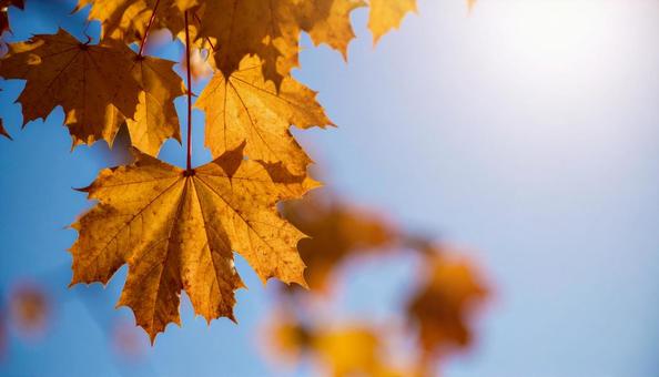 紅葉と青空の写真