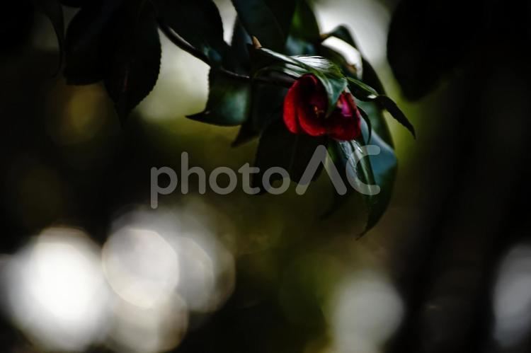 ＜五島の風景＞夜明けのヤブツバキ 椿,ヤブツバキ,花の写真素材