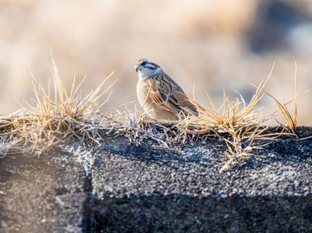 地面を歩くホオジロの写真