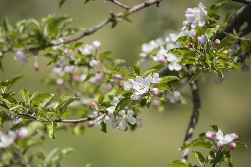 咲き始めたリンゴの花 咲き始めたリンゴの花 りんご,春,花の写真素材