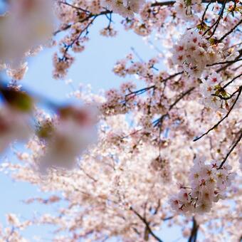 桜 桜,桜の花びら,満開の写真素材