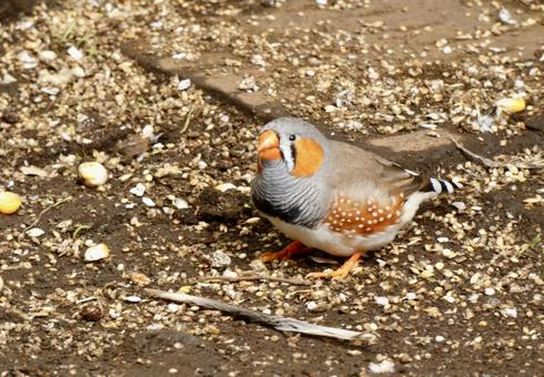 土の上のキンカチョウ 土の上のキンカチョウの写真