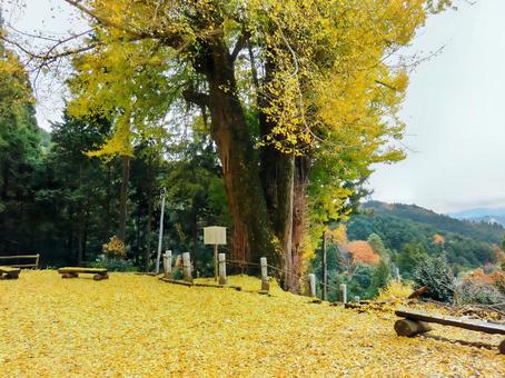 高山不動の大イチョウ イチョウ,高山不動尊,黄色の写真素材