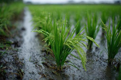 水田の稲、成長中 水田の稲、成長中の写真