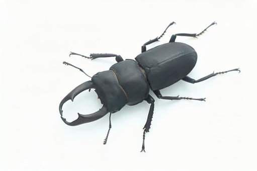 Photo, stag beetle, kokuwagata, white background, 