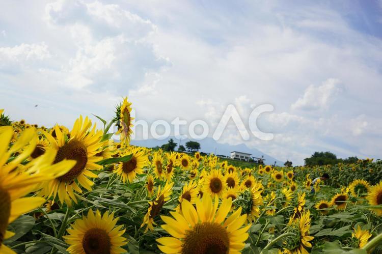 ひまわりのある風景 朝,きれい,ひまわりの写真素材