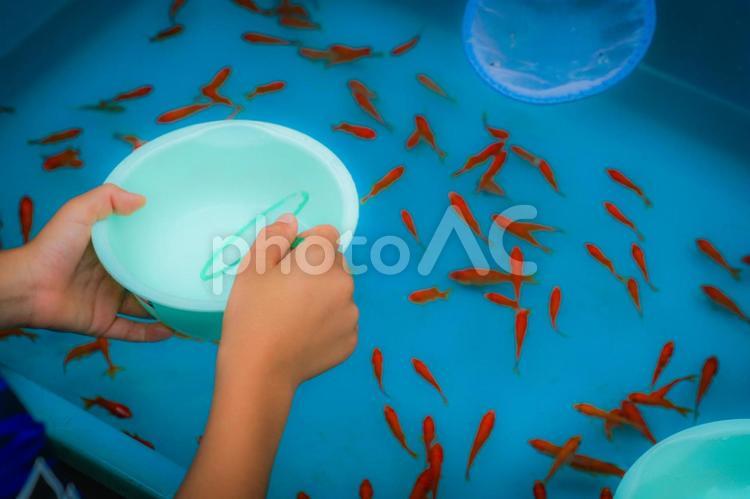 夏祭りの金魚すくいのイメージ 金魚すくい,金魚,お祭りの写真素材