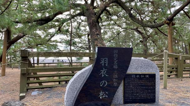 羽衣の松 羽衣の松 松,羽衣,三保の写真素材
