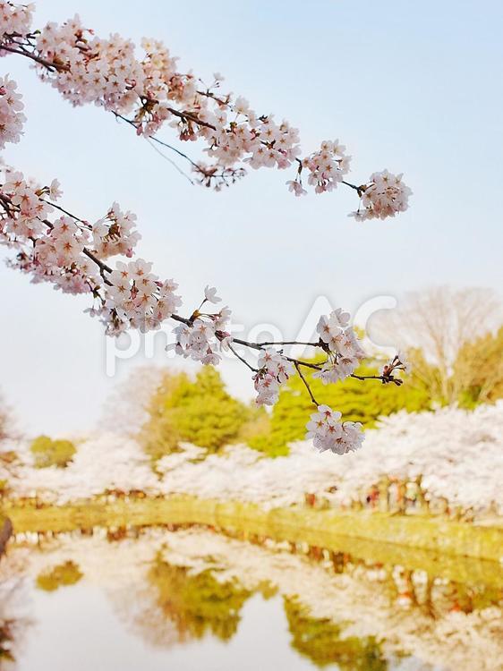 河川敷の桜並木 桜,桜並木,川の写真素材