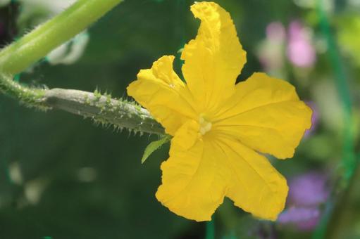Cucumber flower larvae, JPG