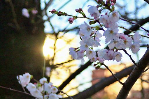 桜の写真