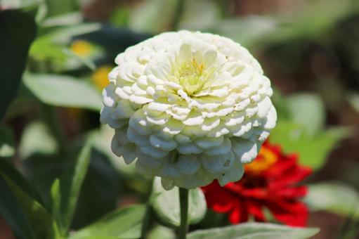 百日草の花畑 百日草の花畑の写真