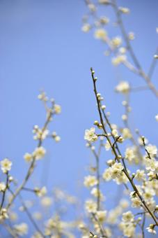 青空に伸びる白梅の枝 梅の花,梅,白梅の写真素材