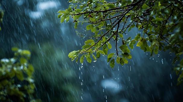 緑が鮮やかな雨の日 緑が鮮やかな雨の日の写真