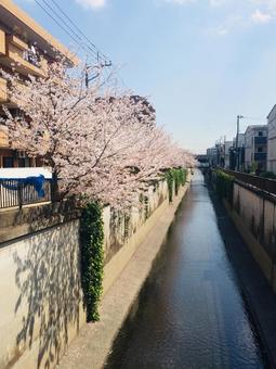 桜 桜の写真
