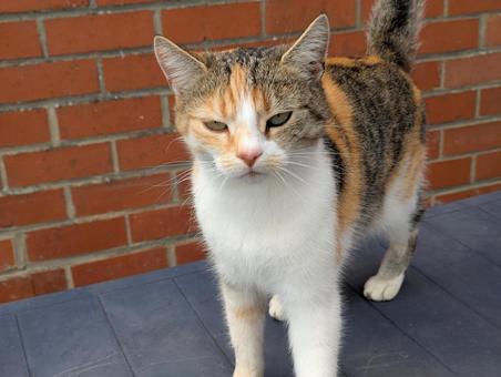 野良猫 三毛猫 ネコ,ねこ,動物の写真素材