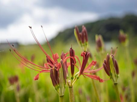 初秋にほころぶ朱の花 初秋にほころぶ朱の花の写真