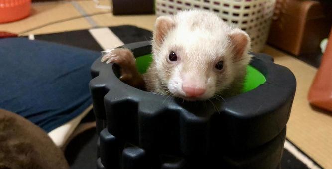 フェレット フェレット,パスバレー,バタースコッチの写真素材