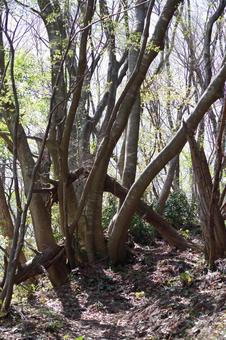 森の小道 山道,縦,縦画像の写真素材