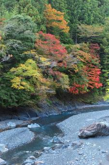 紅葉 紅葉の写真