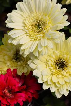 Gerbera flowers in the garden in late April, JPG Gerbera flowers in the garden in late April, JPG