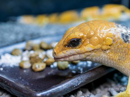 ピーターズバンデッドスキンク ピーターズバンデッドスキンクの写真