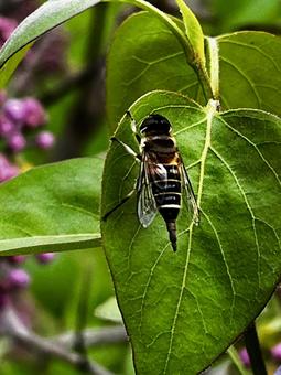 Honeybee?, JPG Honeybee?, JPG