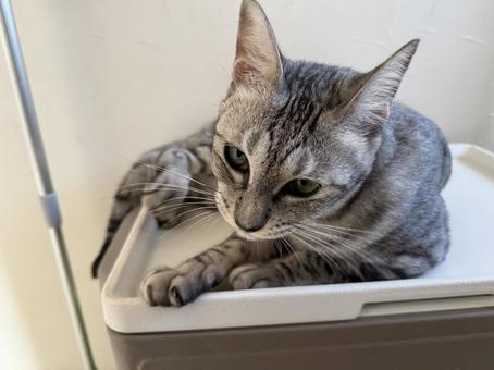 何かを見つめてる猫 何かを見つめてる猫 猫,動物,癒しの写真素材