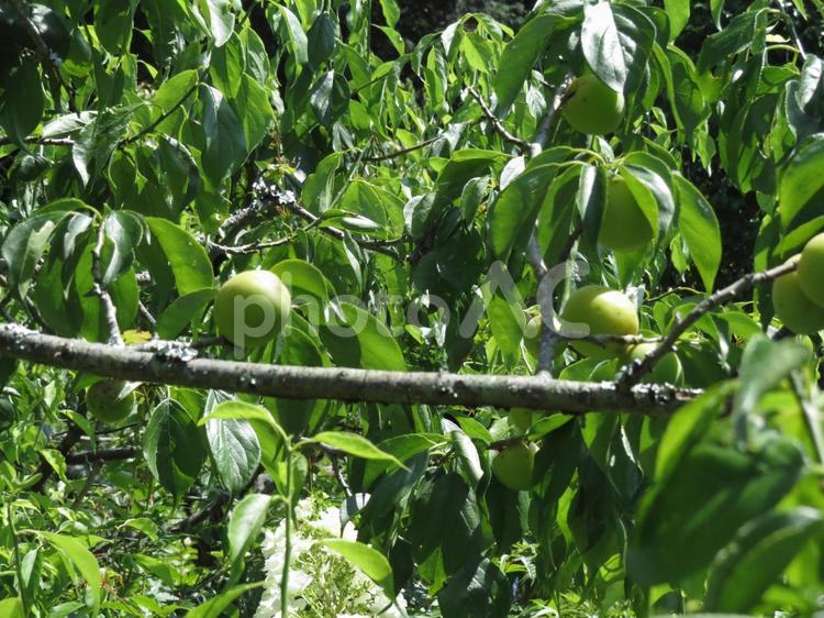 梅の木 梅,梅の木,木々の写真素材
