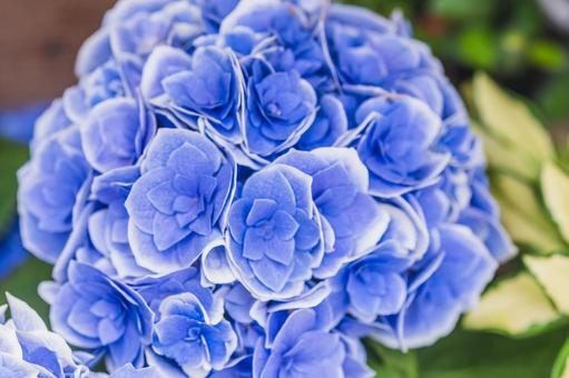 紫陽花の写真