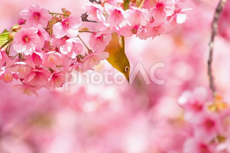 満開の河津桜とメジロ　５ 桜,河津桜,春の写真素材