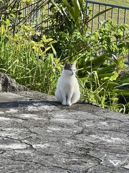 行儀よく遠くを見つめる猫 猫,地域猫,さくら猫の写真素材