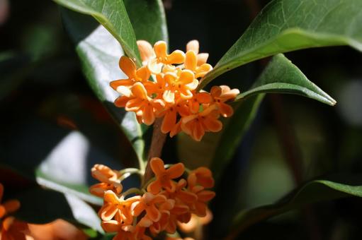 緑の葉とオレンジ色の金木犀の花のアップ 緑,葉,オレンジ色の写真素材